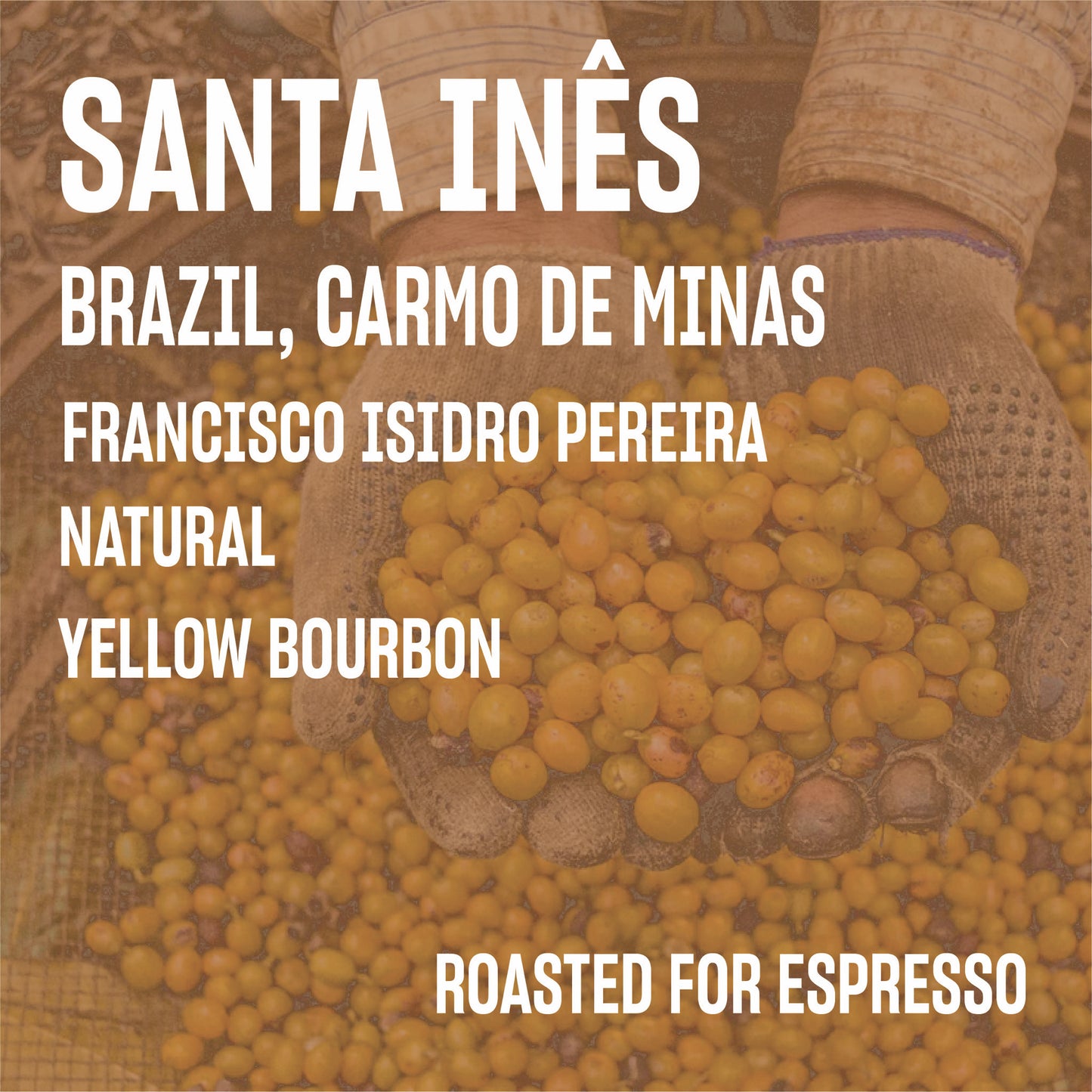 STAPLE l Santa Inez Natural Yellow Bourbon Brazil
