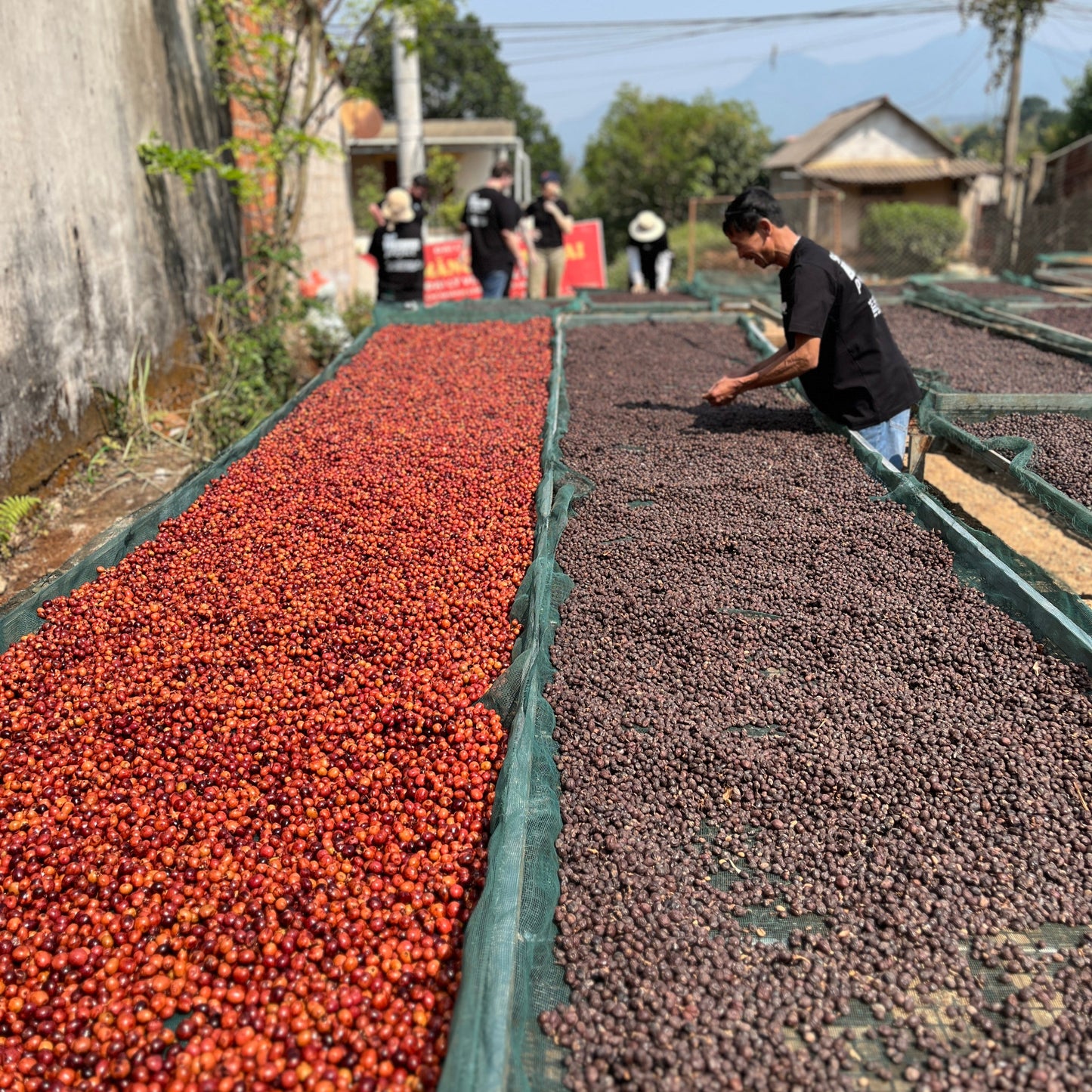 DISCOVERY | 96B Liberica Project Champagne Yeast Natural Liberica Vietnam